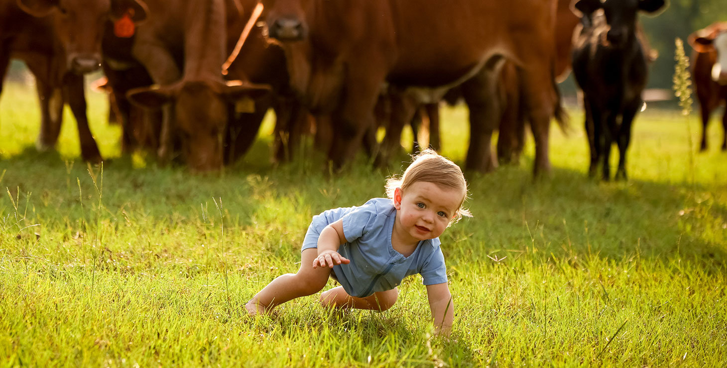 Red cattle pose behind a baby wearing a blue onesie and crawling towards the camera. 